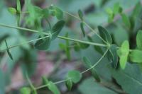 Hypericum pulchrum