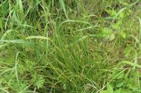 Carex divulsa