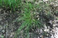 Carex remota