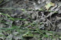 Carex remota