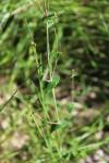 Hypericum pulchrum