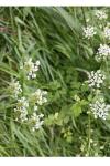 Chaerophyllum temulum
