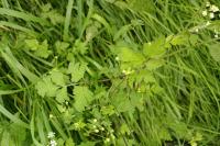 Chaerophyllum temulum