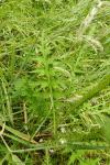 Cirsium palustre