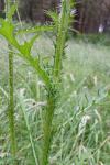 Cirsium palustre