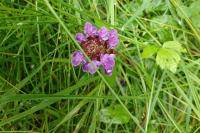 Prunella vulgaris