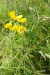 Lathyrus pratensis