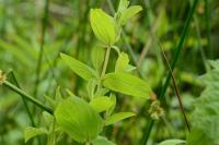 Hypericum tetrapterum