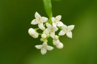 Galium palustre