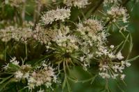 Angelica sylvestris
