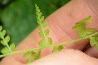 Cystopteris fragilis