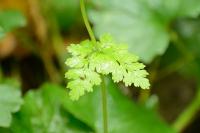 Cystopteris fragilis