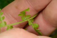 Cystopteris fragilis