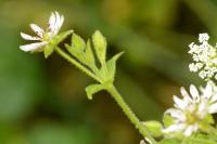 Stellaria aquatica