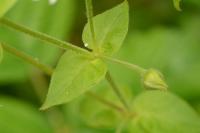 Stellaria aquatica
