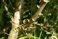 Hippophae rhamnoides