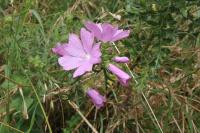Malva moschata