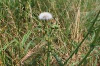 Sonchus asper