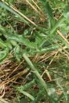 Sonchus asper