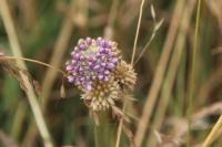 Allium vineale