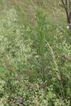 Sonchus arvensis