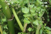 Helosciadium nodiflorum