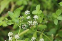 Helosciadium nodiflorum