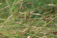Juncus inflexus