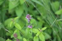 Mentha aquatica