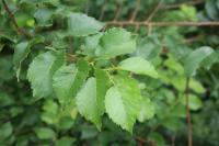 Ulmus minor