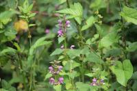 Lamium maculatum