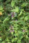 Lamium maculatum