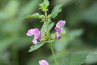 Lamium maculatum