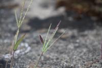 Digitaria sanguinalis
