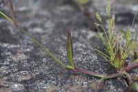 Digitaria sanguinalis