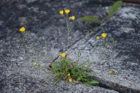 Scorzoneroides autumnalis