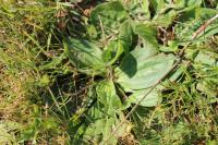 Plantago media