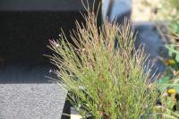 Epilobium