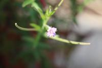 Epilobium