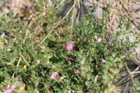 Ononis spinosa
