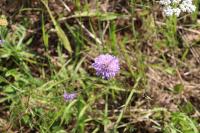 Knautia arvensis