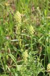 Reseda lutea