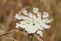 Daucus carota