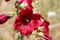 Alcea rosea