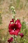 Alcea rosea