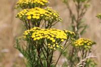 Tanacetum vulgare