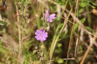 Malva sylvestris