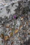 Lythrum salicaria