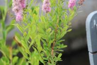 Spiraea