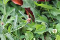 Centaurea nigra
